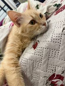 long hair cat