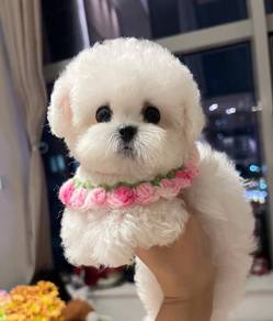 Mini Bichon -Female 