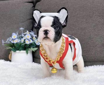 FRENCH BULLDOG PUPPIES 🌻VIP152 Girl