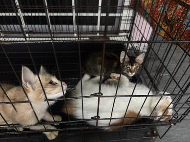 anak kucing