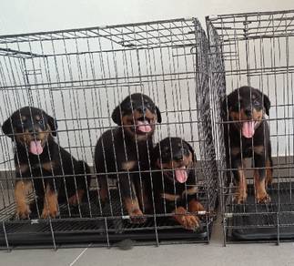 Rottweiler puppy 