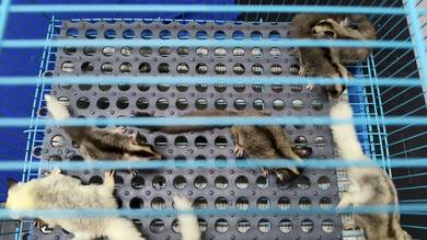 sugar glider