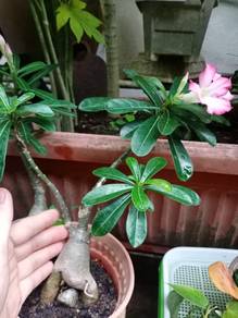 Adenium ( Desert Rose )