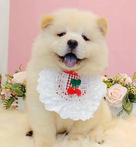 Chow Chow