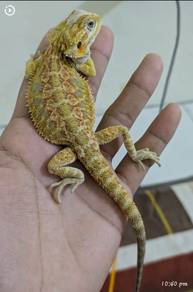 Bearded Dragon 