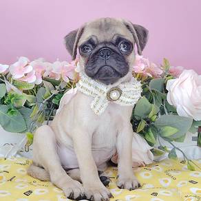 Pug