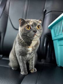 Scottish Fold Female 