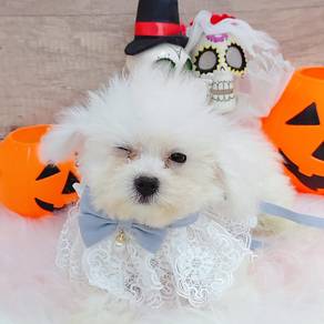 Bichon