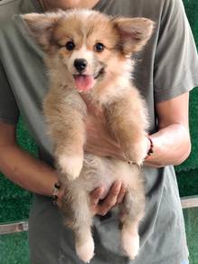 Long Hair Corgi Puppy 🐶 长毛柯基幼犬🐶