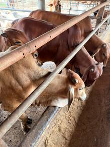 lembu korban