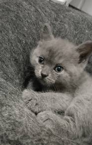 Bsh