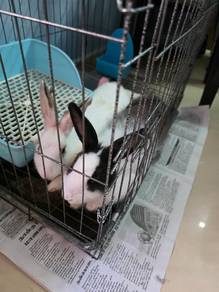 rabbit