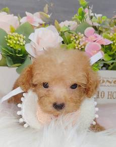 Poodle