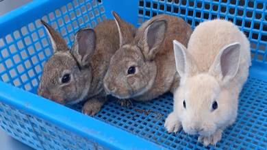 arnab mini rex