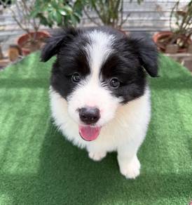 CKU Female BlackWhite BorderCollie - Well Trained