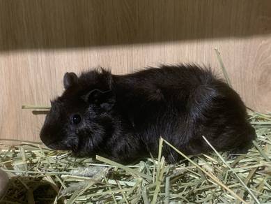 Abyssinian Guinea Pig