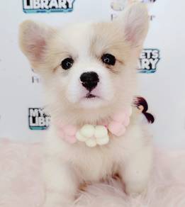 Welsh Corgi