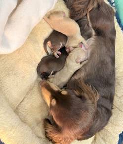 Miniature Dachshund