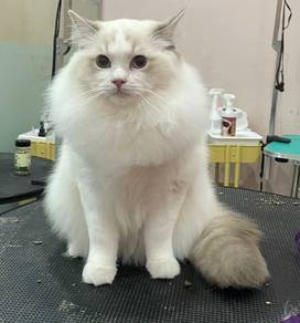 Ragdoll