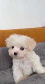 Maltese mka parent imported