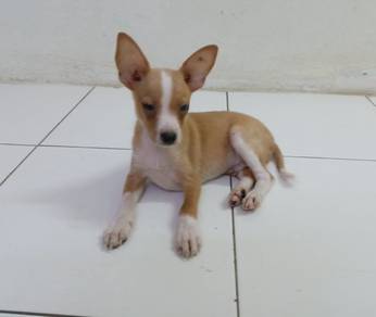 3 months old male chihuahua mix 