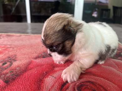 Shih Tzu puppy