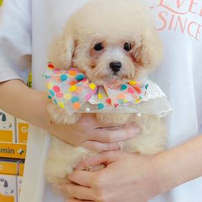 Toy Poodle