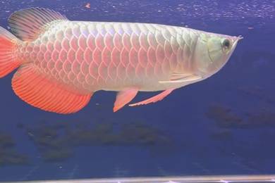 Arowana