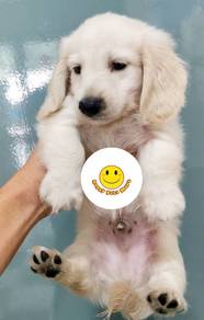 dd5002 #mka mini dachshund cream / blonde haired