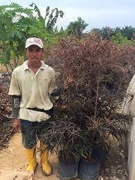 Benih Bucida Merah