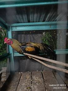 ayam aesel