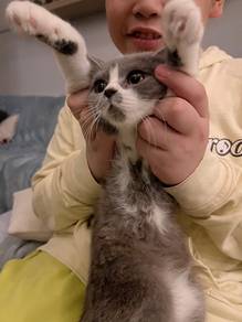 Cute British Shorthair 
