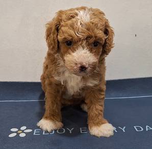 Parti Poodle Puppy 
