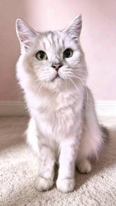 Kucing Dewasa