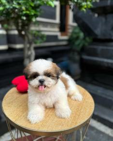 shihtuz kl t
