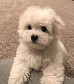 J9962 Floofy Maltese Bichon Mix Puppy Small White