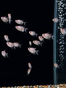 Red Eye Balloon Tetra
