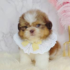 Shih tzu