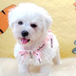 Bichon