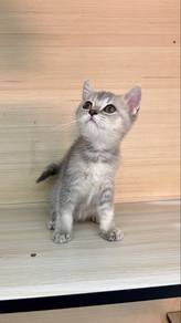 BSH Blue Golden Shaded
