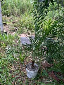 Pokok kurma ajwa (kurma nabi)