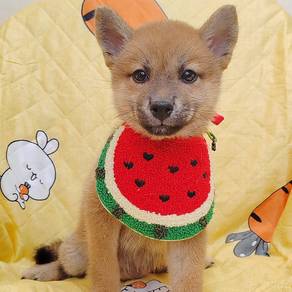 Shiba Inu