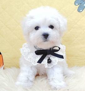 Bichon
