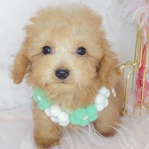 Poodle
