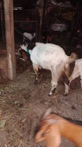 Kambing Boer KB