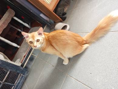kucing percuma (free)