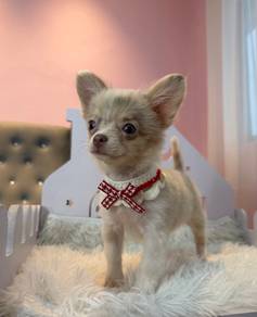 Long Hair Chihuahua Female 🐾