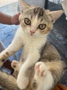 Kucing Kitten BSH For Sale