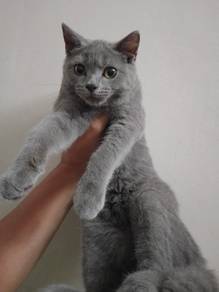 Kitten BSH male 3bulan