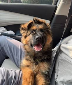 German Shepherd